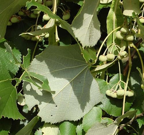 Tilia tomentosa (Silver Linden) Tree Seed, Large Green Leaves, Fragrant Creamy-White Flower, Small Round Fruits, You Choose The Quantity (1 Pack)