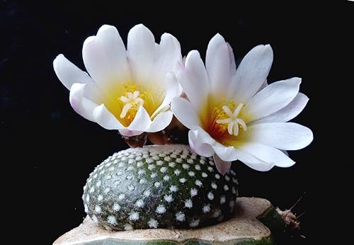Blossfeldia Liliputana Cacti Rre Cactus SéD 50 Seeds_Easy_Grow