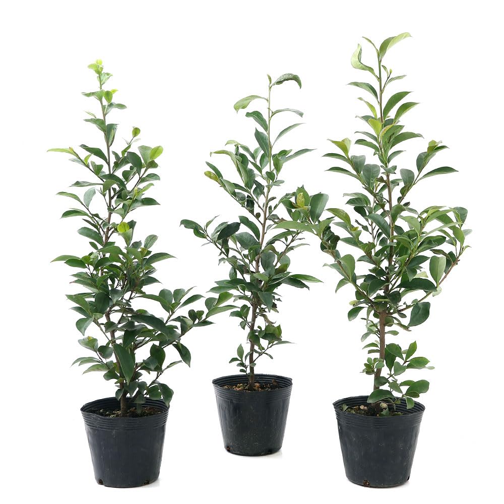 Amazon｜【charm】（山野草）盆栽 サカキ（榊）3．5～4号（1ポット