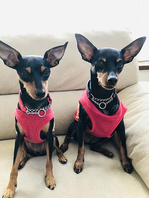 Amazon | Extra+Heavy 小型犬 イタグレ ミニピン用 3.5cm幅 革 ハーフ