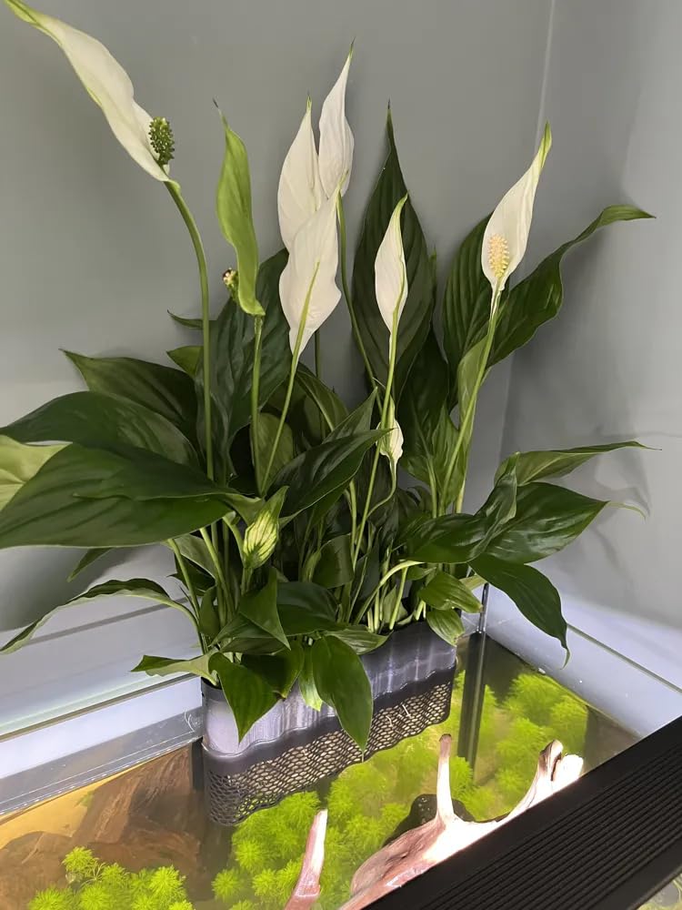 Aquarium Plant Pot, Black Mesh Design, Decorative Peace Lily Holder for Fish  Tank, Hydroponic Growing Container by CREOLAB : Amazon.in: Pet Supplies