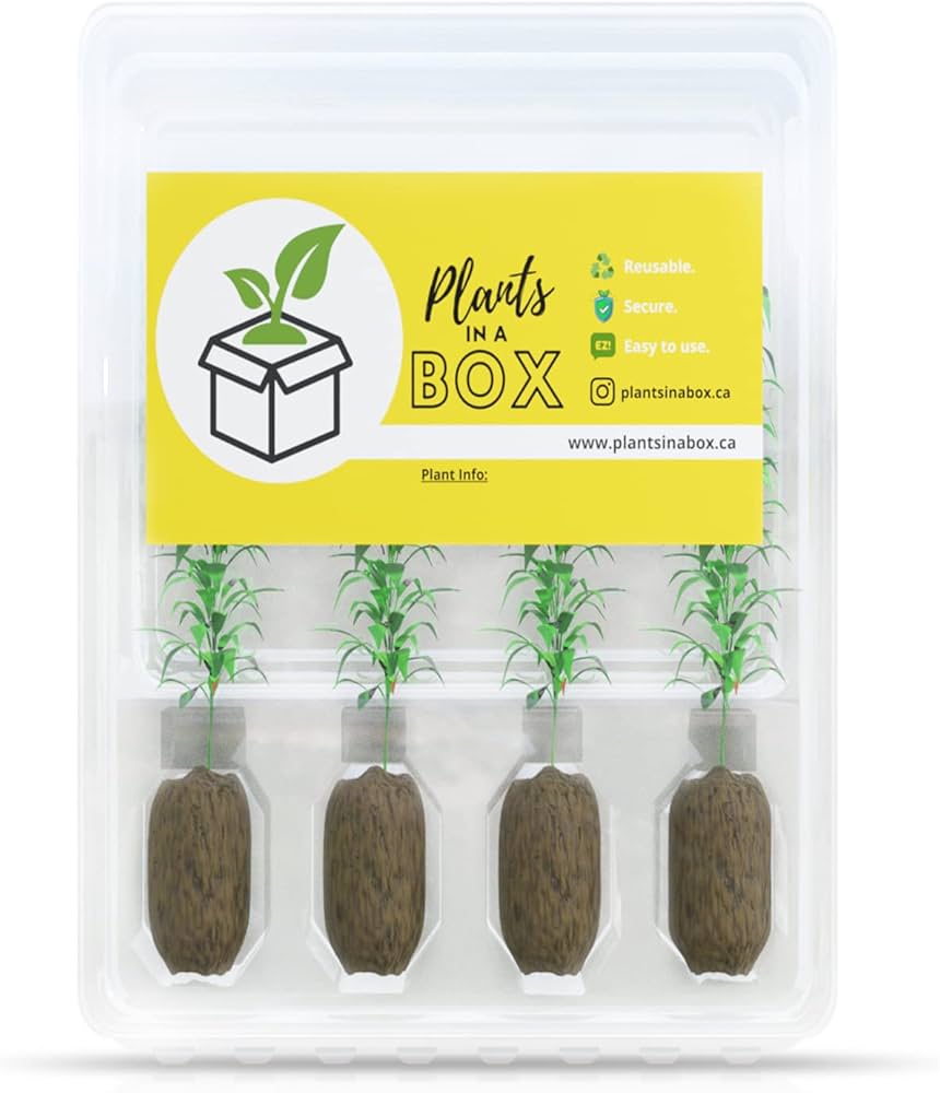 plants mania　THE SIDE UP BOX plants mania THE SIDE UP BOX plants mania THE SIDE UP BOX ALTMAN