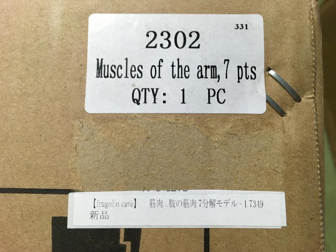 Amazon.co.jp: 人体模型 腕筋肉の7分割モデル : おもちゃ 
