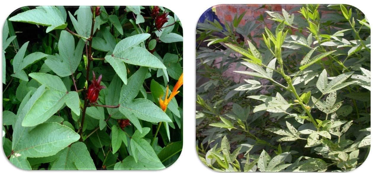 Chillatai Combo Gongura Seeds Green Gongura And Red Gongura Seeds - Each 200 Seeds (B0C96Z6LJD) Amazon Price History, Amazon Price Tracker