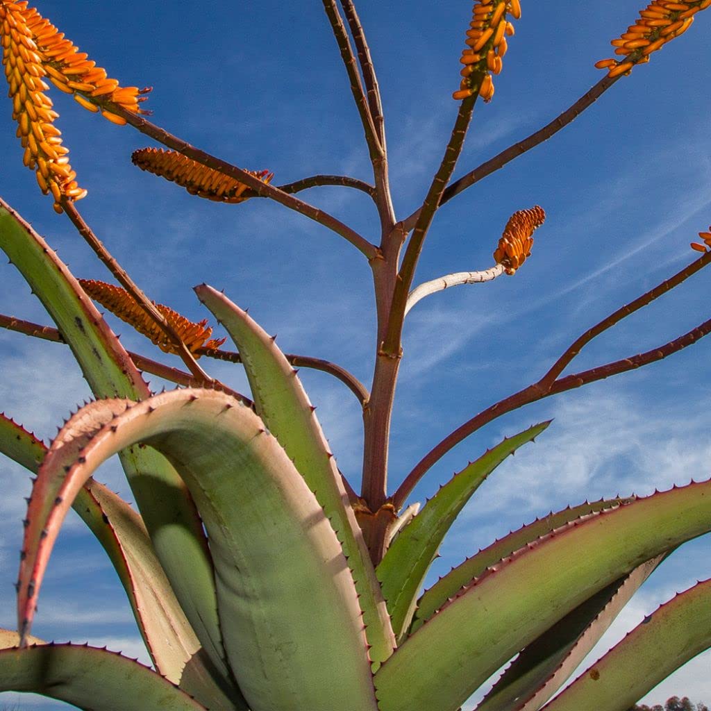 Amazon.com : Palm Beach Medicinal Herbs - Fond of Stones Aloe (Aloe  petricola) - Packet of 10 Seeds : Patio, Lawn & Garden