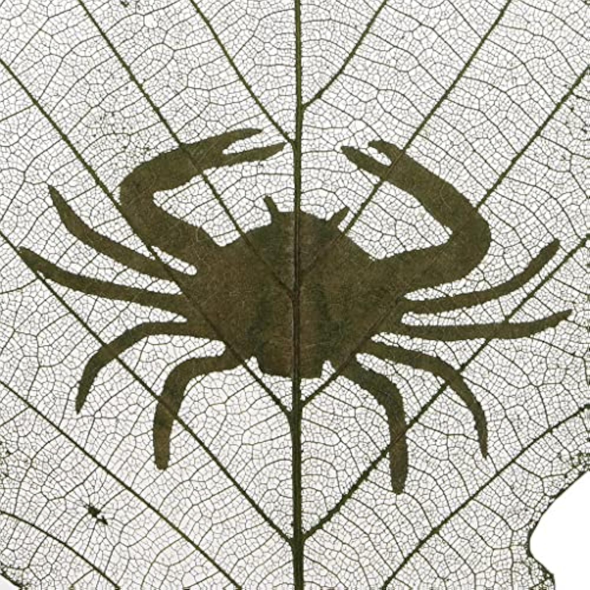 Constellations Design Leaf Carving Art Natural Dried Leaves