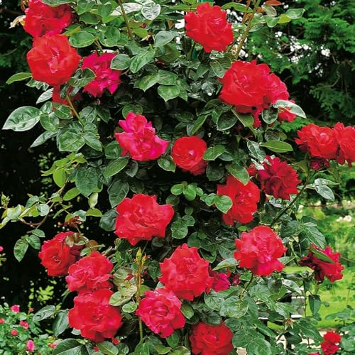 Kletterrose Santana in Rot - Kletter-Rose winterhart & duftend - Pflanze für Rankhilfe wurzelnackt/Wurzelware von Garten Schlüter - Pflanzen in Top Qualität