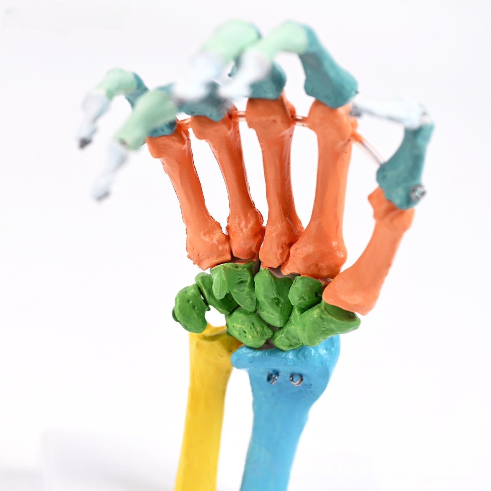 Scheletro umano a grandezza naturale, modello anatomico con articolazioni mobili, modello osso manuale codificato a colori per lezioni aule, strumento studentesco