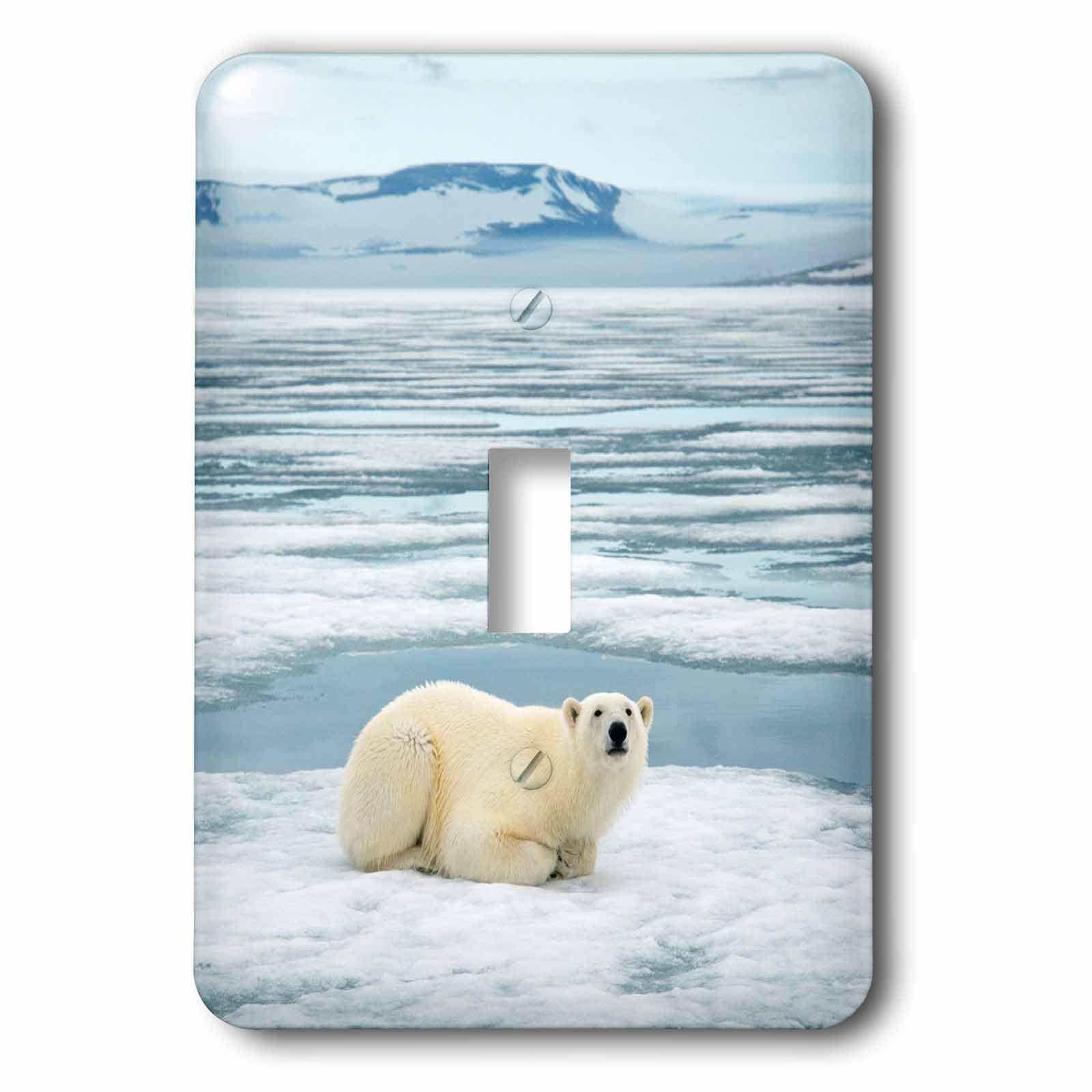 Interrupteur à bascule ours polaire Norvège Svalbard Spitsbergen glace