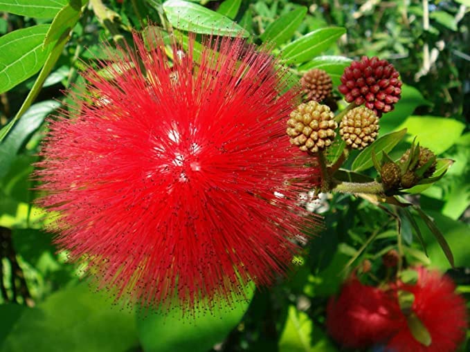 Healthy Vibe Calliandra red Dwarf powderpuff Live plant with pot (B0B31XKXJN) Amazon Price History, Amazon Price Tracker