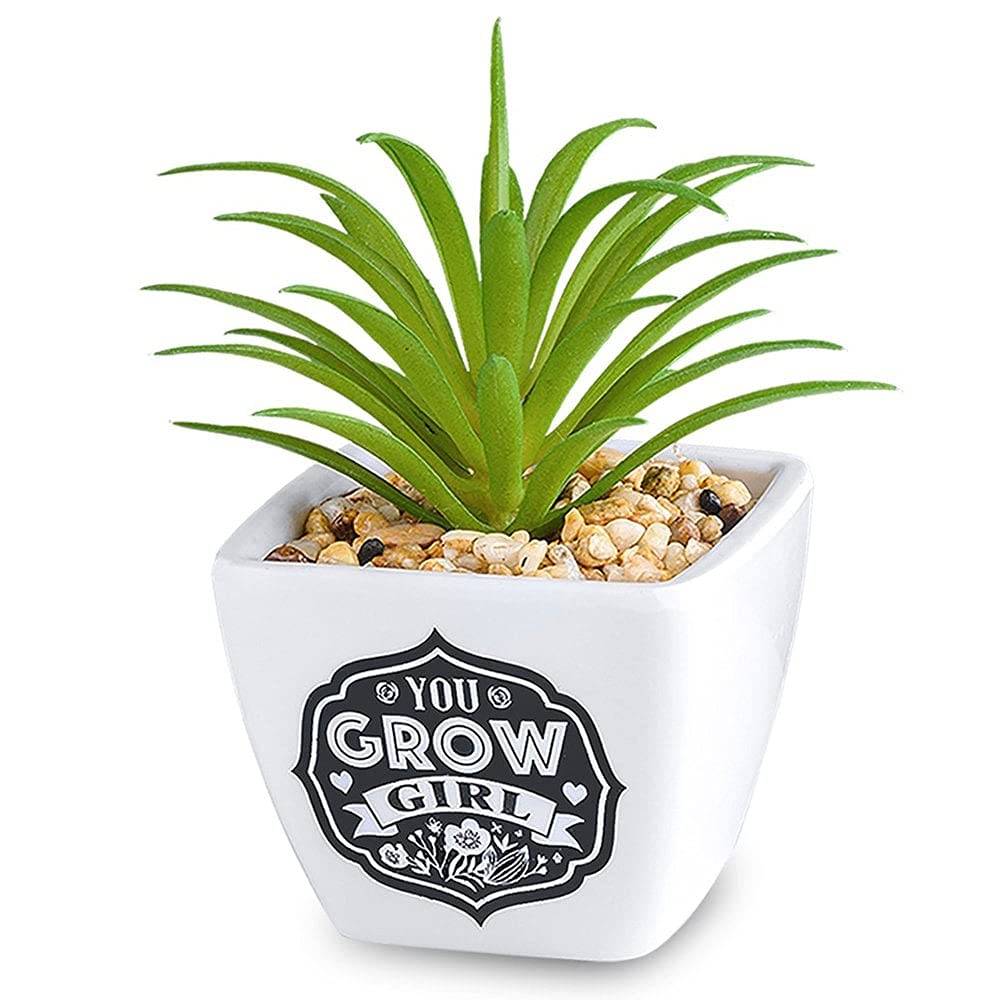 History & Heraldry Personalised Sentiment Succulents - You Grow Girl
