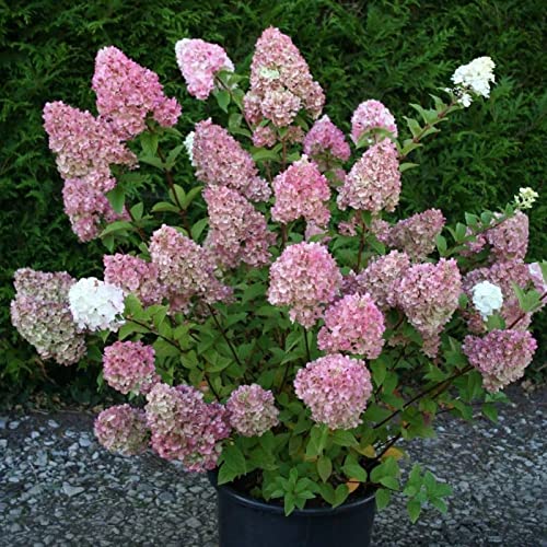 Haloppe 50 stks Aardbei Hortensia Bloemen Planten Zaden voor Thuis Tuin Planten, Hortensia Zaad Bloem Zaad Hortensia Zaden - Afbeelding 3