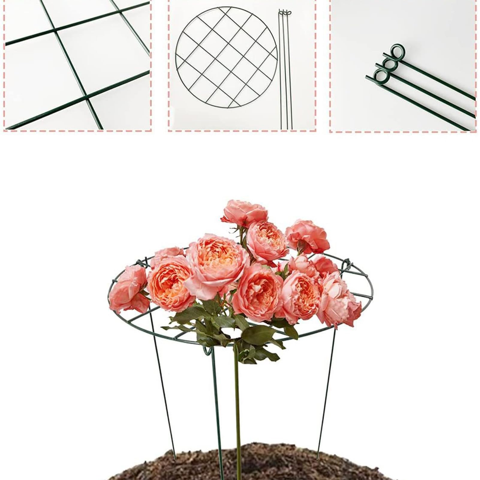 Tuteur pour Pivoines Tuteurs pour d'Intérieur