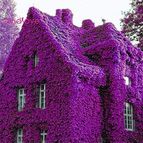 Znadna Seed - 100pcs Seeds Purple Aubrieta hybria Ivy Creepers and Perfume Climbing