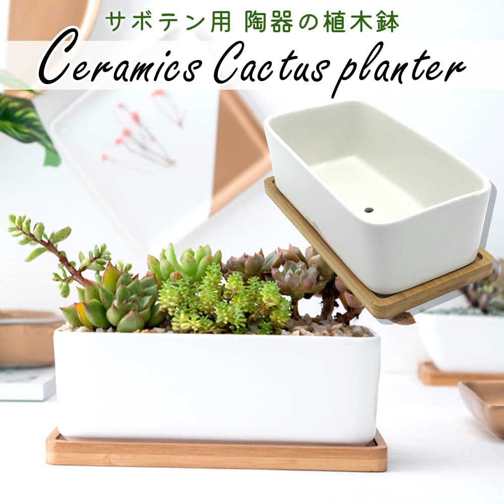観葉植物】桂サボテン受皿付