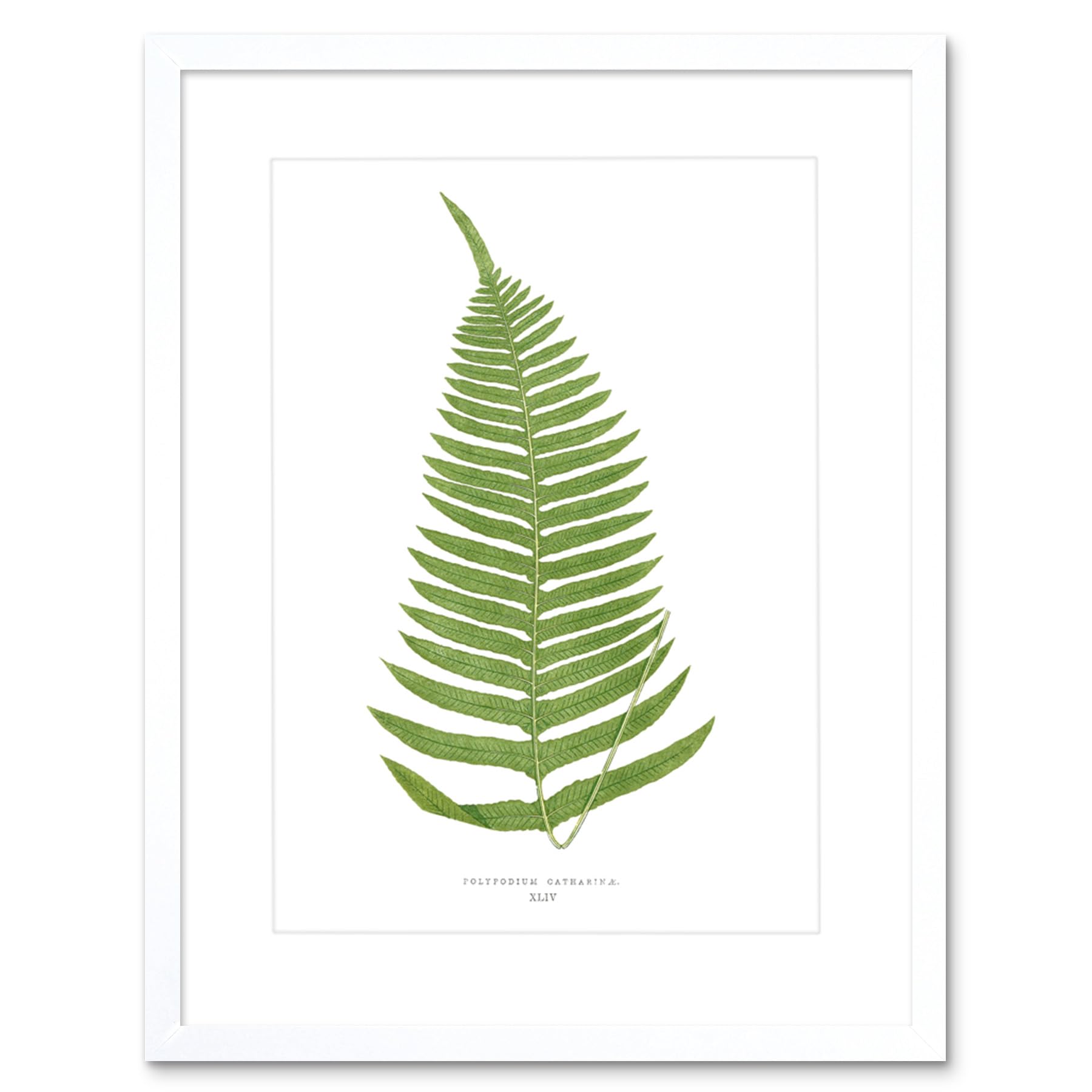 Wee Blue Coo Fern Polypodium Catharinae Art Print Framed Poster Wall Decor 9x7 inch