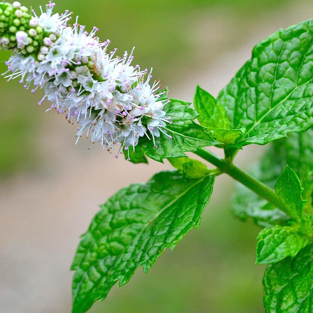 Amazon Co Jp スペアミント ハーブbn硬質12cmポット大苗 通年植付け可能 大苗なのでこのまま水をやるだけでも そこそこの大きさに育てることが出来ます 本格的な収穫の為には大きな鉢か花壇に植え付けて下さい 2個セット Diy 工具 ガーデン