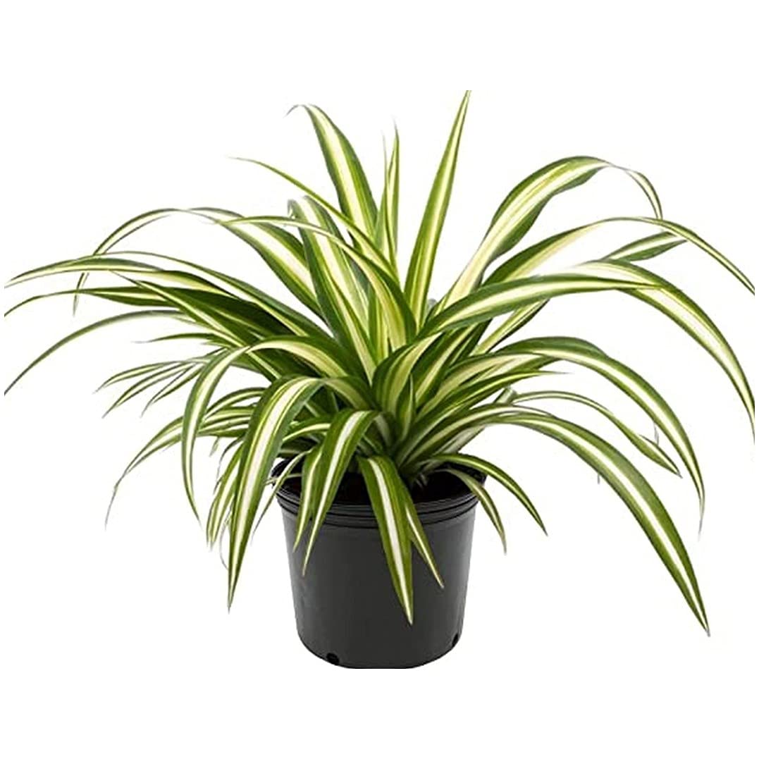 Plantshive Spider/Chlorophytum Indoor Plant with Plastic Pot, Black, Medium, 1 Piece (B093ZY4X4N) Amazon Price History, Amazon Price Tracker