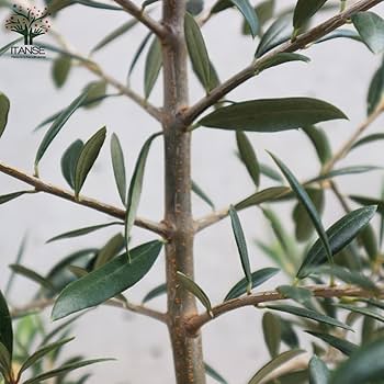 引取り限定】オリーブの木 アルベキナ 推定6年生苗 1本 Amazon.co.jp 引取り限定】オリーブの木 アルベキナ 推定6年生苗 1本 Amazon.co.jp