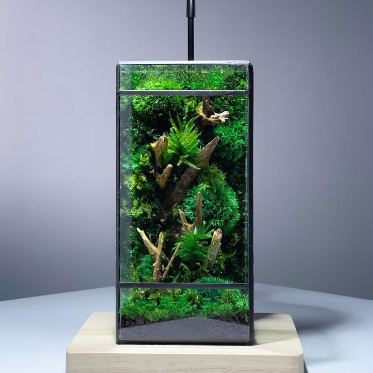 Terrario de Vidrio para Plantas de Mesa Negro, Contenedor de Terrario | Terrarios Plantas de Vidrio, para Suculentas y Flores, Uso en Casa y Decoración de Habitación
