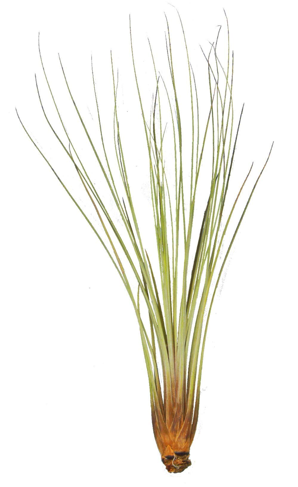 Tillandsia juncea, About 40 cm Tall, Indoor air Plant