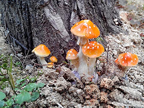 6 Pcs Mini Mushroom Miniature Figurines Resin Figurines Fairy Garden Miniature Moss Landscape Diy Terrarium Crafts Ornament Accessories For Home Décor #TOP1