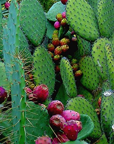 Miniatura 2 de Sweet Red Prickly Pear Cactus Fruit! 10 semillas. (Figura india) Dureza a Zona 4.
