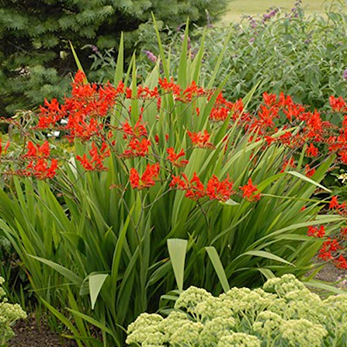 Crocosmia , verzorgen en planten in jouw tuin