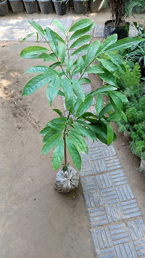 Healthy Vibe Sacred Rudraksha Rudrakash Elaeocarpus ganitrus live plant 1.5-2.5 ft Healthy Live Plant (B0BHZLZH1N) Amazon Price History, Amazon Price Tracker