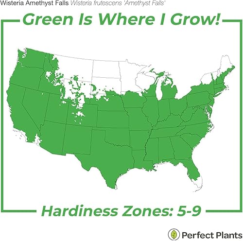 Miniatura 3 de PERFECT PLANTS Amethyst Falls Wisteria Vine de 3 galones  Arbusto vivo para plantar al aire libre  Vides de crecimiento rápido para enrejado o valla