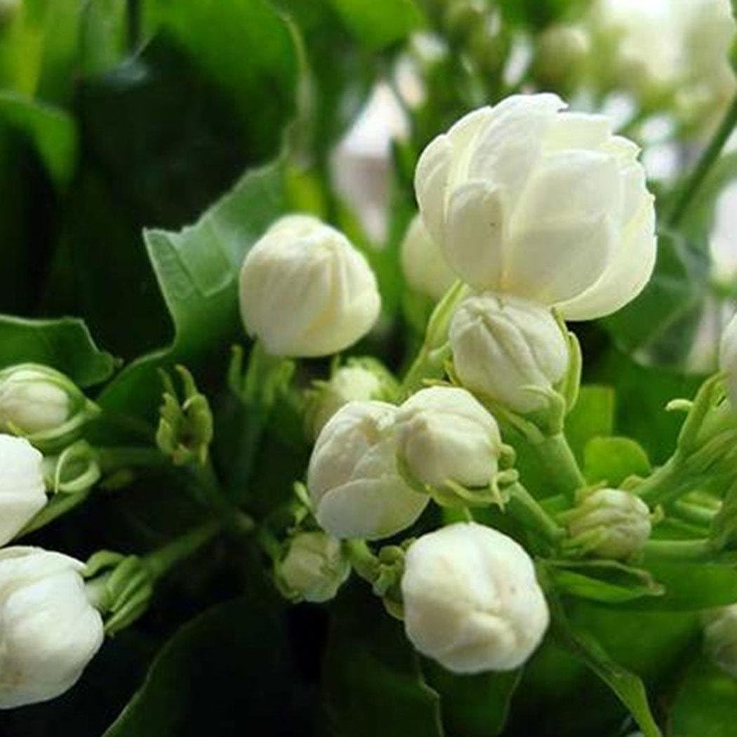 Caiuet Seed,20pcs Jasmine Seeds Perennial Bonsai Flower Seeds Jasminum Sambac Seeds for Home Gardening Balcony Planting