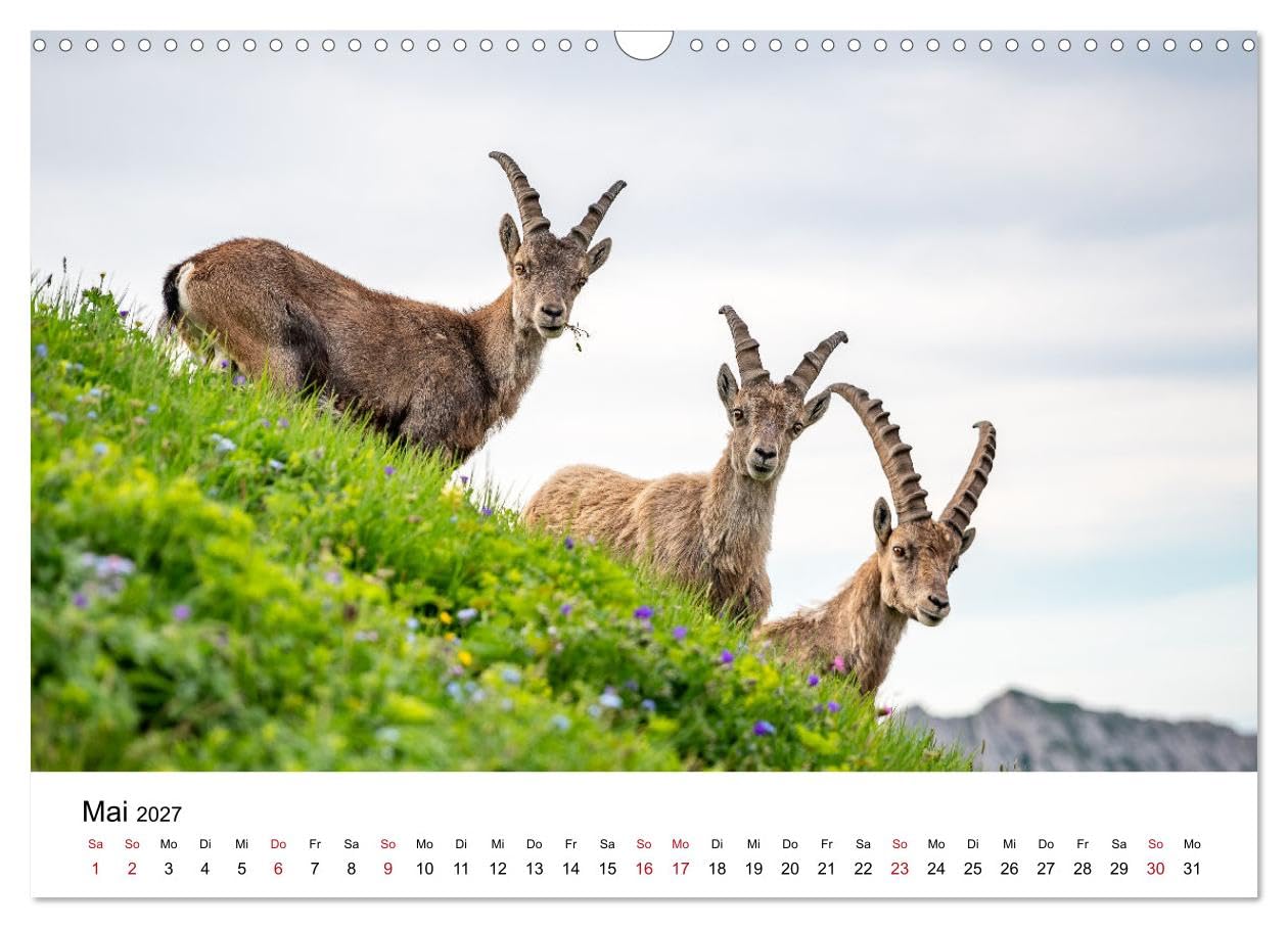 Steinböcke - Eindrückliche Könige der Alpen (Wandkalender 2027 DIN A3 quer), CALVENDO Monatskalender: Stolze Steinböcke in den Schweizer Alpen (CALVENDO Tiere)