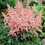COOTO Garden 1x rhizom Astilbe pflanze Freilandpflanzen Astilbe pink Garten pflanzen Astilbe Bressingham Beauty