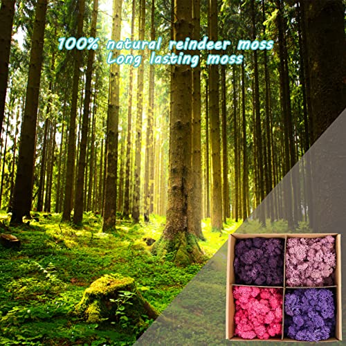 Image of Amoueterno Preserved 4 Color Reindeer Moss,Total 14OZ Each Color 3.5OZ, Natural Real Moss, DIY Kit Crafts Art Wall Decor Florist Decor,Purple
