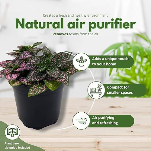 Miniatura 8 de BubbleBlooms Pink Hypoestes Phyllostachya en una maceta de 4 pulgadas con diseño de lunares