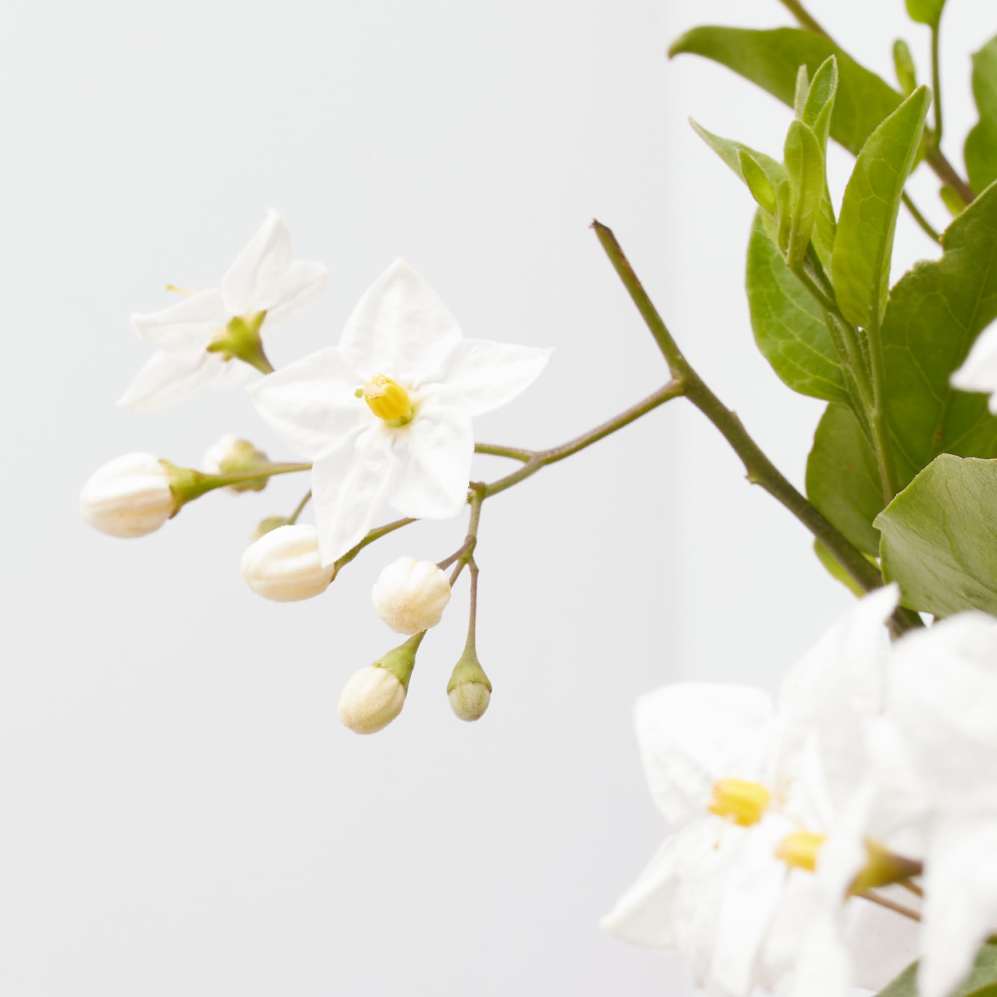 Verdecora Velo de Novia (Solanum jasminoides) en Maceta Ø20cm | Solano |  Trepadora de Flor Blanca Estrellada | Ideal para Pérgolas, Rejas y  Jardineras: Amazon.es: Jardín