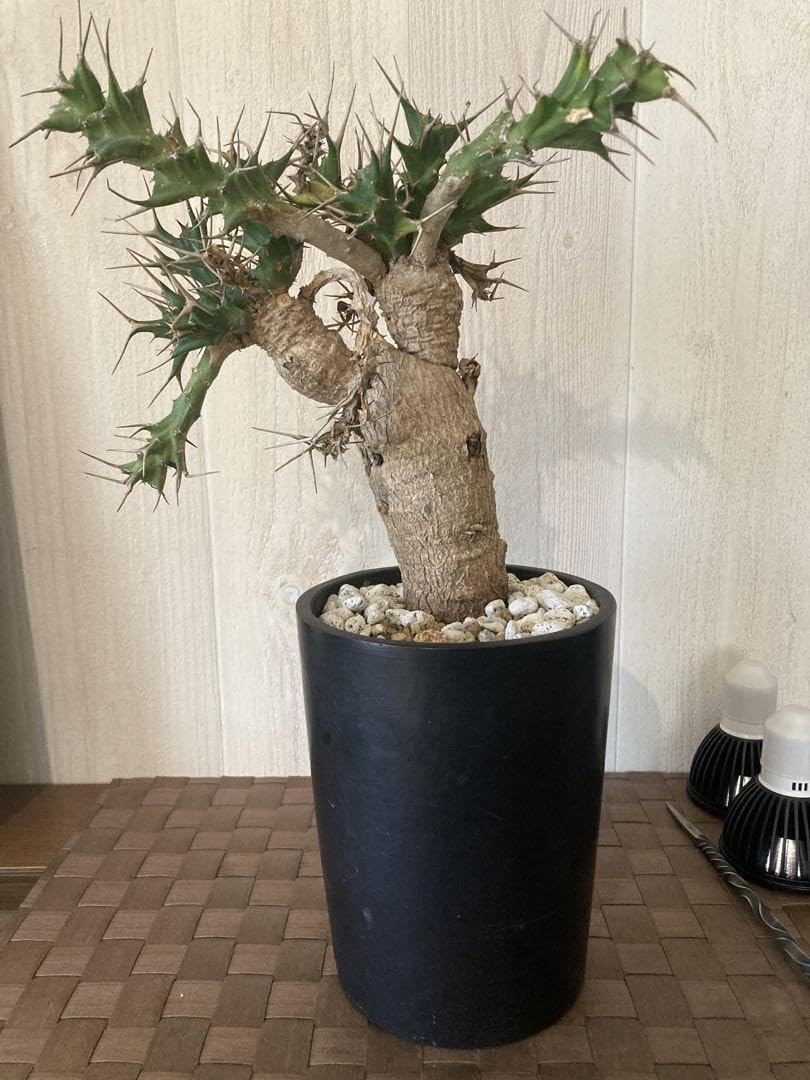 ユーフォルビア ホリダ ユーフォルビア クラビゲラ 2点セット販売 パドー ユーフォルビア ホリダ ユーフォルビア クラビゲラ 2点セット