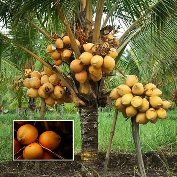 Cloud Farm Coconut Fruit Plant Dwarf Variety/Coconut Tree Huge Production Healthy Hybrid Plant CF_33 (B0BBSFPSH5) Amazon Price History, Amazon Price Tracker
