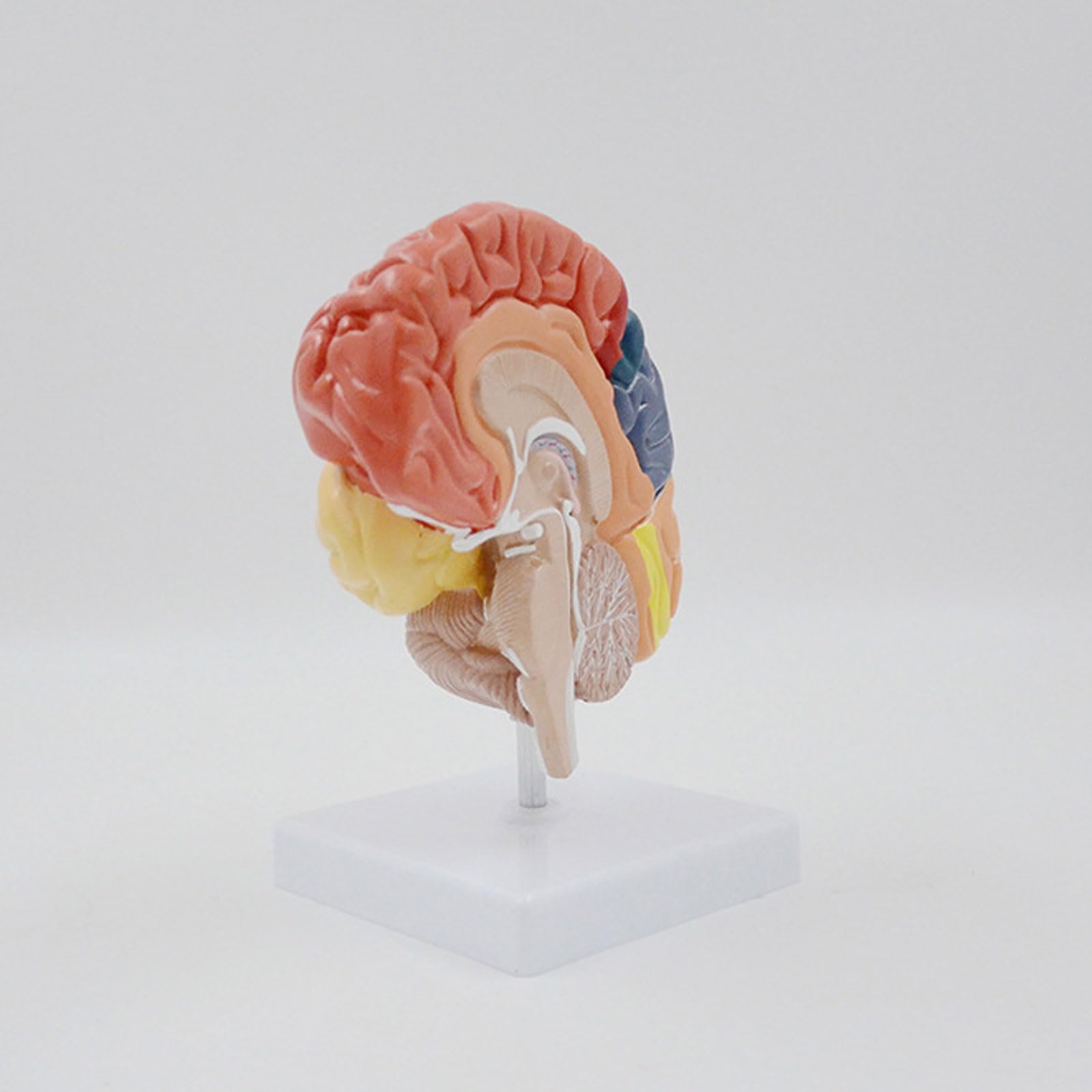 BYERZ Modèle Anatomique Grandeur Nature du Cerveau Droit Humain Région Fonctionnelle Anatomie du Cerveau Cadeau Médical Matériel Pédagogique Outil D'enseignement