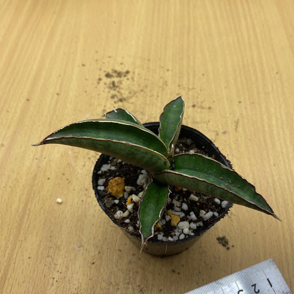 ト*1様 【コレクション株】【6株】(発根済)サンスベリア プフィステリー fit=scale-down,w=1200