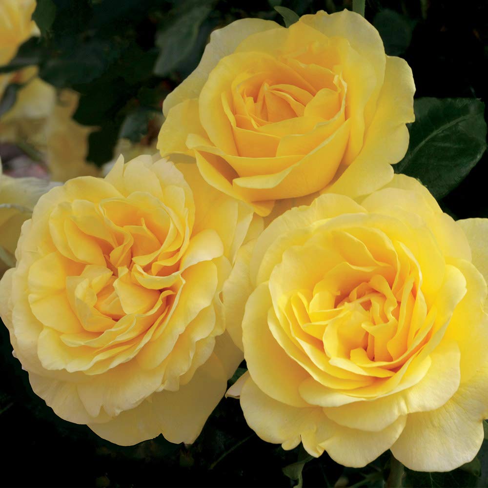 Heirloom Grandiflora Roses Happy Go Lucky