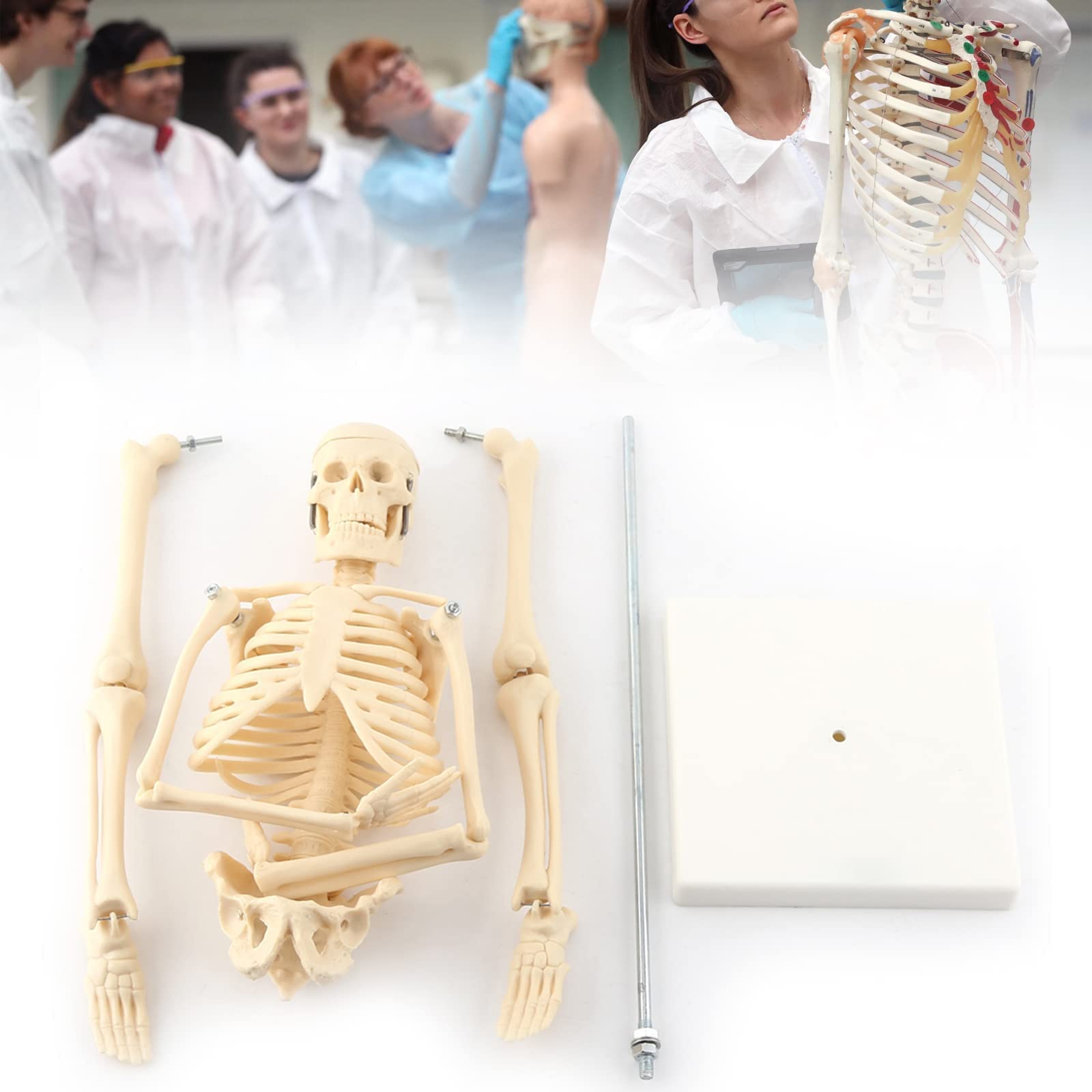 GAESHOW 45cm Mini Modèle Squelette Humain pour Anatomie, Jambes et Support avec Base PVC, Squelette Humain Anatomie Modèle en PVC pour Apprentissage Médical, Education