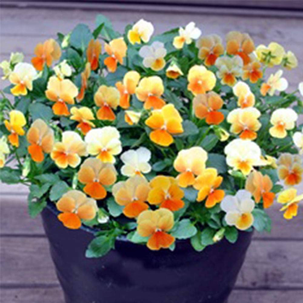 ＬＡ２４♥ビオラレディ ♥希少♥人気品種♥花苗ポットごと発送♥パンジービオラ LA65♥ビオラレディ♥希少♥人気品種♥花苗ポットごと発送