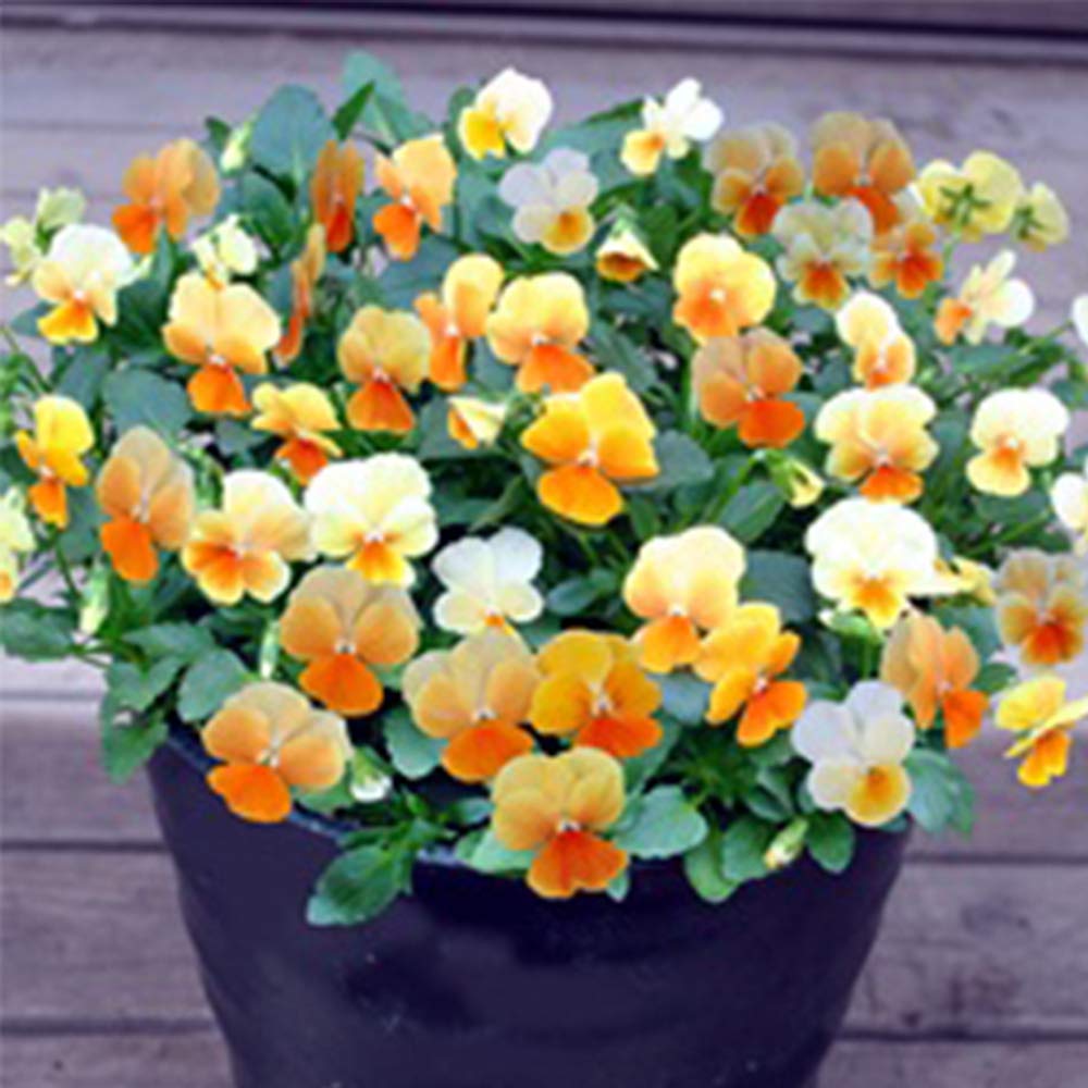 Amazon | ビオラ オレンジリップ プラスキティー ポット苗 10個セット