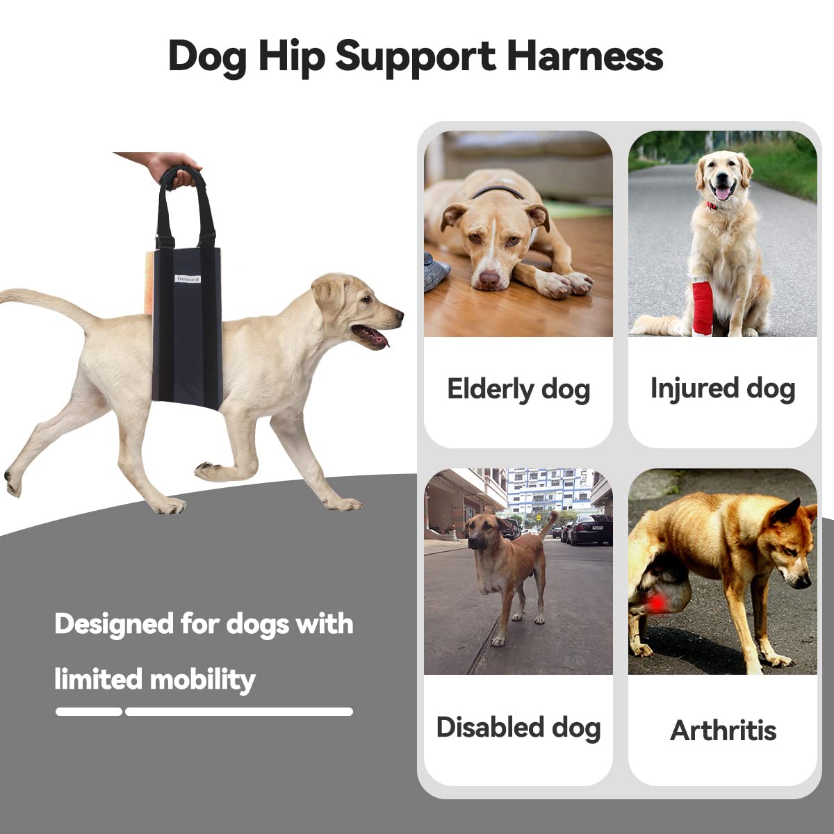 Can Paralyzed Dogs Pee On Their Own