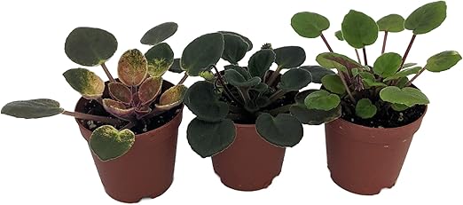 Miniature African Violet - 3 Plants/2" Pot - Great for Terrariums/Fairy Gardens