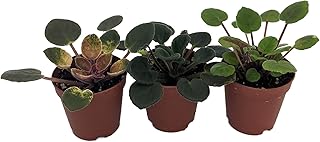 Sale Miniature African Violet - 3 Plants/2" Pot - Great for Terrariums