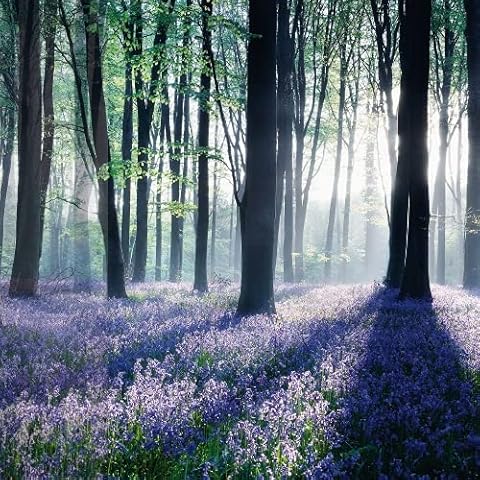 Noel Tatt Male/Female General Greeting Card - 'Beautiful Bluebell Woods' - Suitable for Birthday - Photographic Card for Him/Her - Cube Range Cover