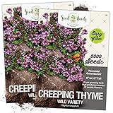 Seed Needs, Wild Creeping Thyme (Thymus serpyllum) Twin Pack of 5,000 Seeds Each