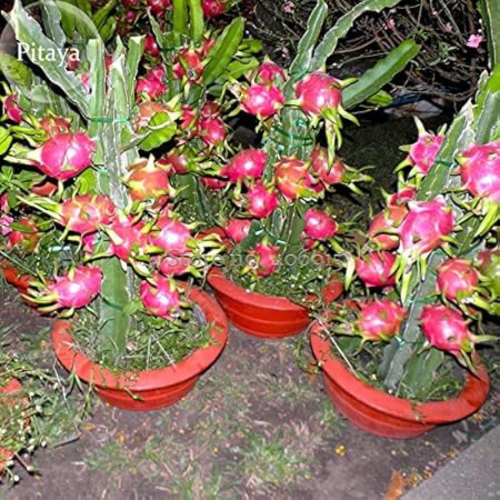 Pinkdosea 2018 Heiaÿer Verkauf Hai Nan Rosa Pitaya Drachenfrucht Kaktus Pflanze 100 Samen Bonsai Lecker Sa Aÿe Pitaya E3960 Amazon De Garten